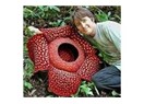Dünyanın En Büyük Çiçeği "Rafflesia"