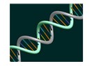 DNA, Gen, Kromozom ve Mutasyon