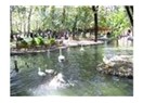 Zor kararlar parkı