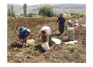 Alaçam'ın tepeleri rüzgarlı