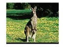 İlginç "Kanguru"