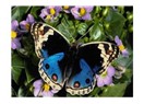 KANDİL Mesajları!