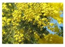 Mimoza