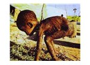 ‘’ Somali’deki Açlık’’ İstismarı