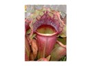 Sinek Yutan Bitki "Sarracenia"