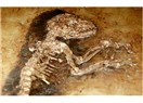 47 milyon fosil yaşındaki maymun (Lemur)