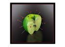 Elmanın gen haritası ve Darwinistler'in halet-i ruhiyesi
