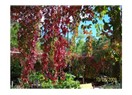 Güz mevsiminin tüm kızıl ve canlı renkleri düştü Muğla'ya, sanatta Gabriele Gabriel'in resimleri