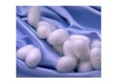 Yolculuk