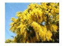 Çiçekler 10: Mimoza