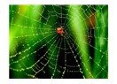 Doğada şekil hafızasına sahip bilinen tek madde; örümcek ipliği