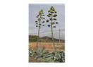 Göz Alıcı "Agave"