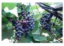 Rubai: 2