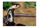 Kobra yılanının baş mekanizması evrimsel biyoloji iddialarını bir kez daha çürüttü
