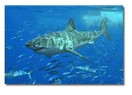 Köpekbalığı derisi gemi endüstrisine yol gösteriyor