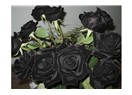 Siyah Kır Çiçekleri