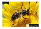 Kır çiçeğiyle bal arısının hikayesi