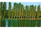 Hiç kabak ile kavak bir olur mu?