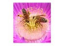 Arı sütü ve polenin sağlığa etkileri