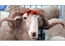 Kurban Bayramı ve Kurban?