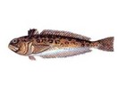 Trakonya balığı
