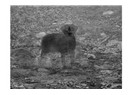 Bir garip köpek