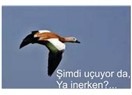 Delikanlı mısın, değil misin?