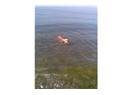 Denizi temizleyen köpek...
