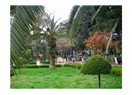 Bir küçük kuş söyledi