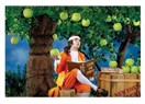 Newton’ın kafasına gerçekten elma düştü mü? Peki o elma düşüren ağaca ne oldu?