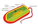 Hücre yapısı – 2 – Prokaryot (çekirdeksiz) hücreler