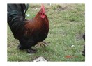 İsrail ve Empati