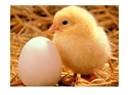 Yumurtadan ne çıkar?