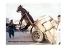Eşek ve Hoşaf...