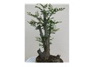 Çevre Bilincinin Hobi Basamağı 'bonsai'