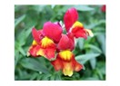 Çiçekler 19: Aslan Ağızları