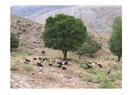 Heim Weh (Yurt özlemi hastalığı)