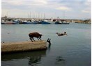 Kaç(a)mak şart!
