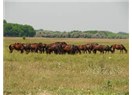 Puszta