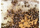 Bal arısı, kara sinek ve eşek arısı