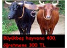Büyükbaş hayvana 400, öğretmene 300 TL (Van’da deprem ödeneği)