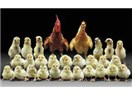 Çocuk Fabrikası Kadınlar