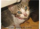 Yavru kedi