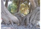 Rubai. 36 : Şiir