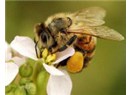 Arılarda uzlaşma kültürü