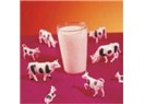 Çiğ, pastorize ve kutu süt seçimlerimize analizci bir bakış