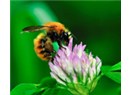 Kitlesel arı ölümlerinin nedeni "İmidacloprid" olarak saptandı