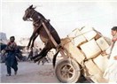 İnsan ve hayvan-1