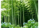 Sabır ve bambu ağacı