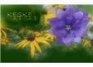 Keşke